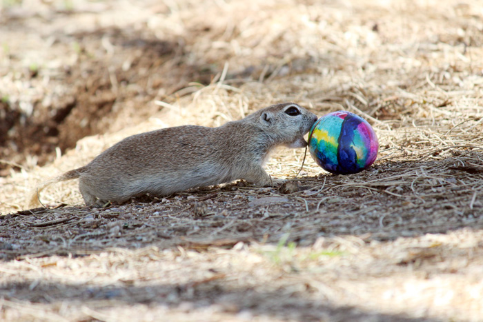 Easter egg hunt